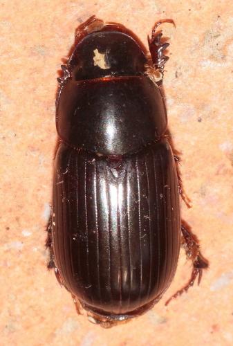 Réf. 266 759 : Acrossus rufipes
